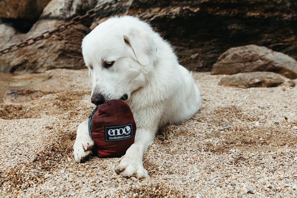 A white dog posing with his mouth on an ENO DoubleNest Hammock laying in the sand