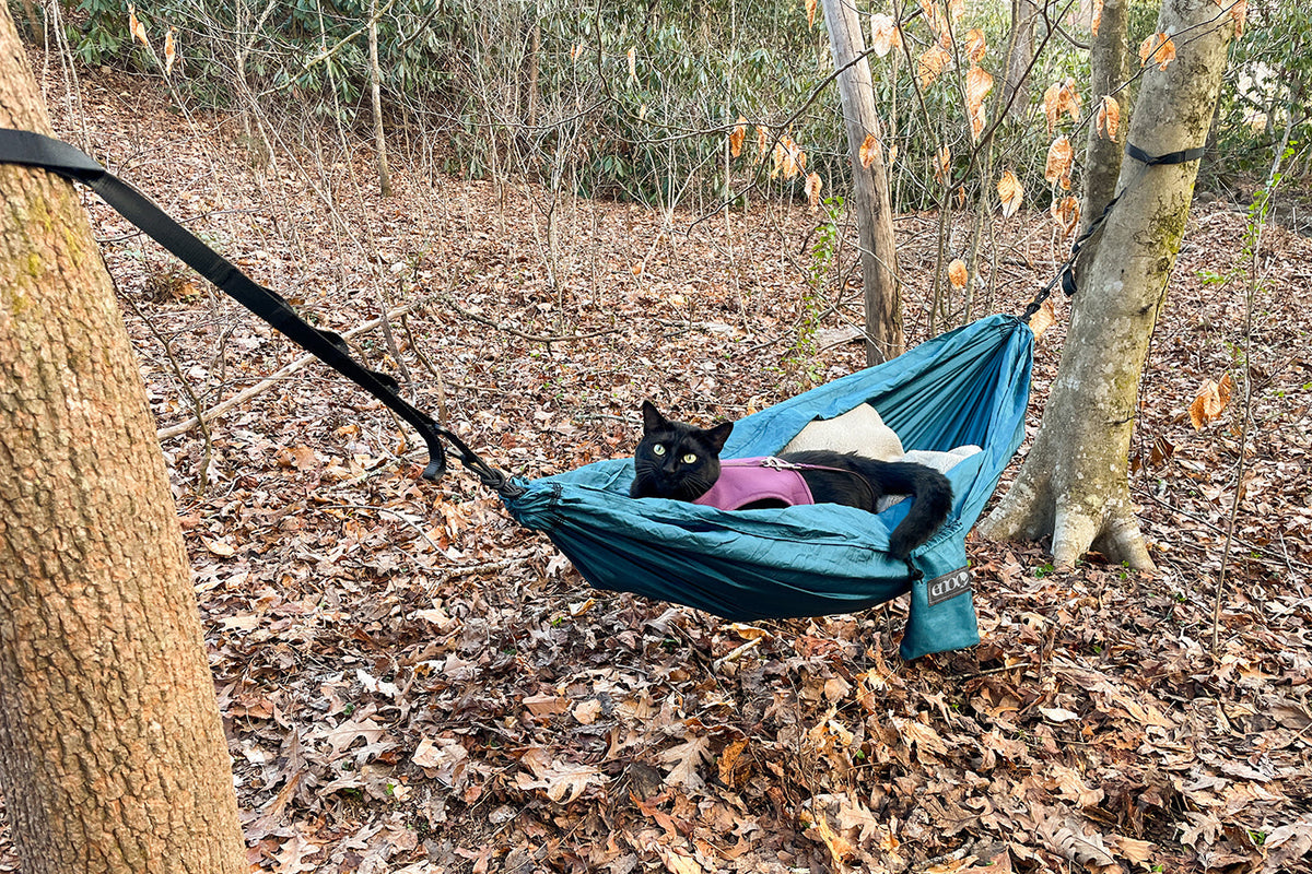 A black cat in an ENO hammock in the woods