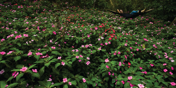 Pink and red forest flowers